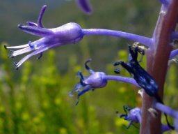 Spetaea lachenaliiflora pedicels